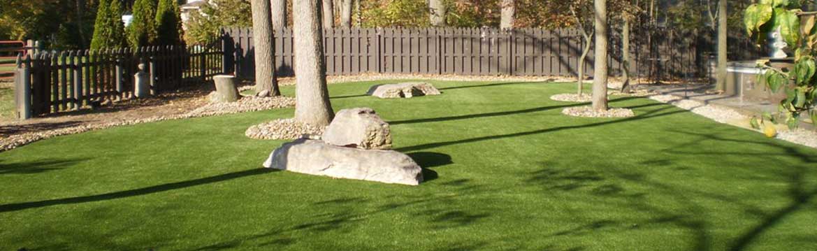 backyard-dog-grass