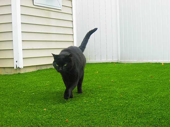 cat-on-artificial-grass