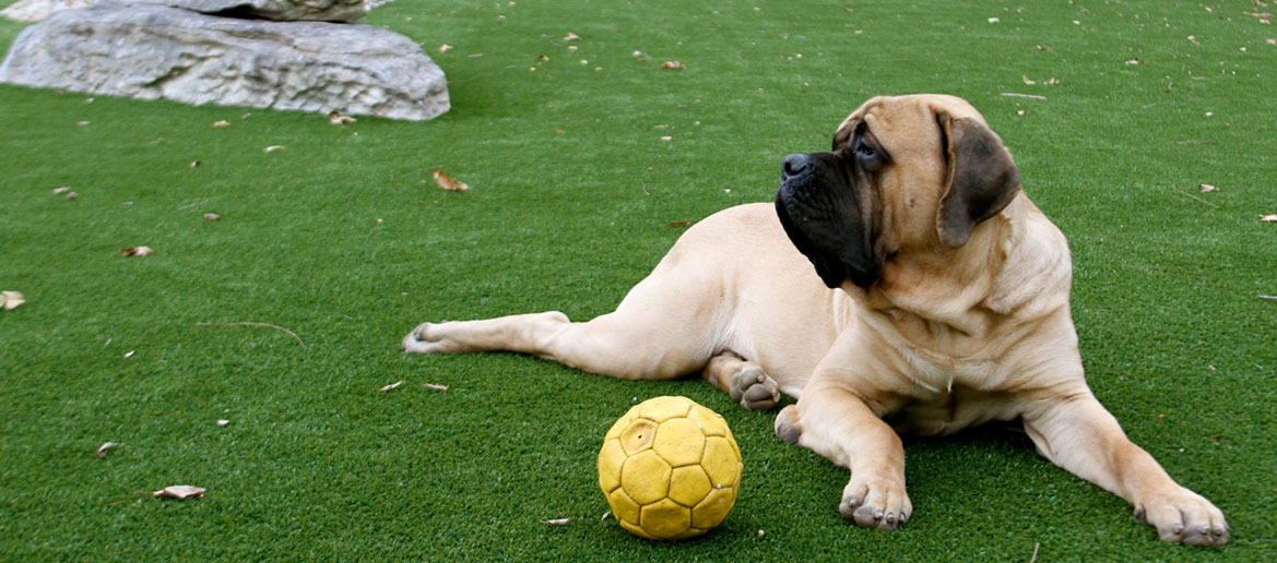 dog-on-artificial-grass