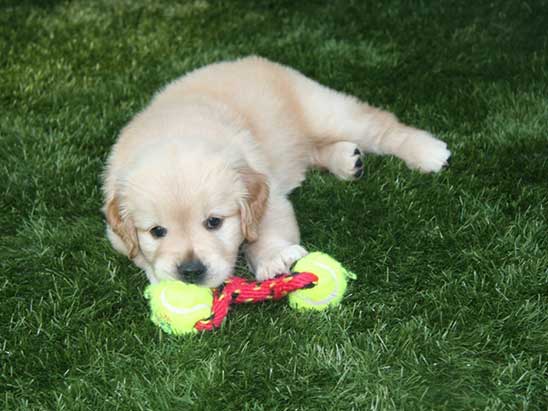 puppy-laying-on-pet-turf